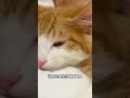 如何让猫咪知道你很爱它？科学养宠攻略 养猫经验分享 养猫知识 新手养猫 猫咪