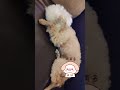 丨鬼鬼鼠鼠瀬尿尿丨🤪 poodle 萌寵 dogshorts