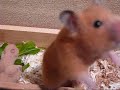 キンクマハムスターの赤ちゃん14日目・野菜をあげる。 hamster baby