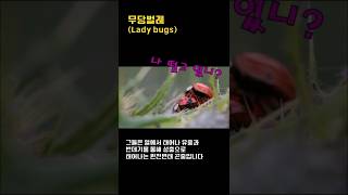 15-무당벌레(Ladybugs):진딧물이 발생하면 저를 불러주세요.