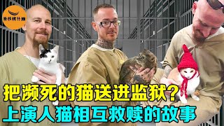 监狱为什么能养可爱的小猫？200只流浪猫改变了监狱，上演一段相互救赎的故事【看核桃补脑】