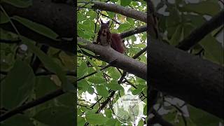 Eichhörnchen schlemmt frische Walnüsse direkt aus dem Walnussbaum | Squirrel is eating fresh walnuts