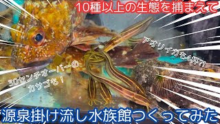 10種類以上の生態を捕まえて源泉掛け流し水族館つくってみた！