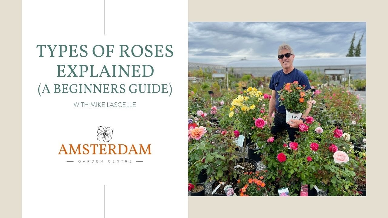 Types Of Roses Explained A Beginner S Guide Youtube