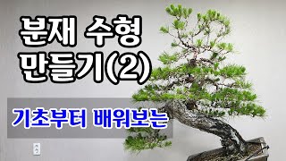 [금현분재] 분재 수형 만들기(2) Bonsai Styling Tips (2) /분재/盆栽/Bonsai