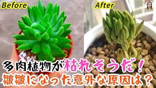 多肉植物の葉がどんどん皺皺になって、水やりだけやったら大間違い、8つの原因を理解して多肉を復活させよう｜花子