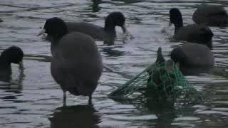 【水元公園の野鳥】オオバンたち食欲旺盛2020年11月1日