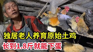 老人独居200年历史的小山村，养育最原始的品种土鸡，只有1.8斤就能下蛋【山农乐哥】