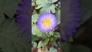 Beautiful Aster flowers 💐 in my terrace garden #shorts #colour #rare