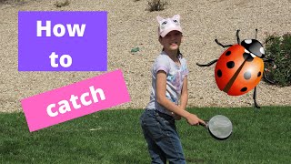 How to catch ladybugs