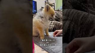 ご飯嫌いなポメラニアン🐶