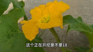 种植丝瓜光开花不结果？只需一个小动作，立马就结了二十多个