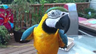 My blue \u0026 gold Macaw