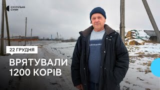 Врятували понад 1200 корів: як робітники ферми у Боромлі щодня їздили через блокпости окупантів