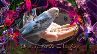 セキセイインコ　ベタ慣れ