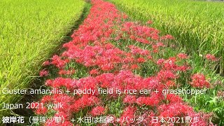 彼岸花（曼珠沙華）＋水田は稲穂＋バッタ日本2021散歩Cluster amaryllis + paddy field is rice ear + grasshopper Japan 2021 walk