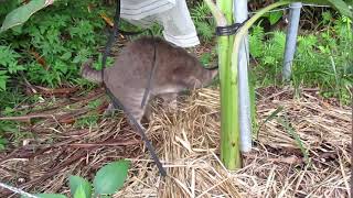 敷草を手伝ってくれる猫　A cat helping to spread dead grass around a crop plant.