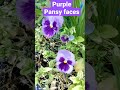 Purple Pansy Flowers#shorts