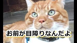 警戒心の強い猫さん。外出修行中【侵入した野良仔猫】～家猫修行中～