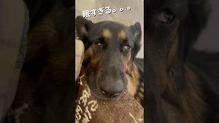 【ネムネムのシェパード】お顔がホラー😱 #germanshepherd #シェパード #ジャーマンシェパード #大型犬