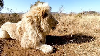 Meet The Characters: Thor, Charlie, Jubari, Neige, Ndira and Lola | The Lion Whisperer