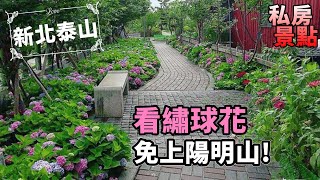 【新北泰山】繡球花開了！漫步黎明步道花園 賞花免上陽明山｜茄子樂活誌 ｜ HOLA Eggplant