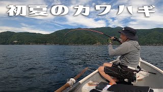 【カワハギ釣り】手漕ぎボートでカワハギを本気で釣ります！