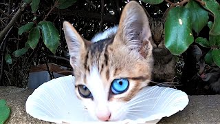 母猫にシーバ(Sheba)を給餌したらオッドアイのかわいい子猫が現れた 野良猫 感動猫動画