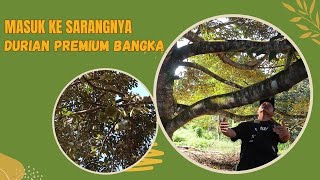 MASUK KE SARANGNYA DURIAN CUMASI DI BANGKA