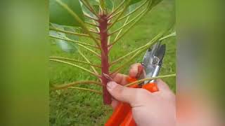 How to prune a protea plant