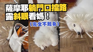 薩摩耶睡翻成「霸道門擋」被吵醒斜眼瞪媽😒｜寵物動物｜狗狗｜精選影片