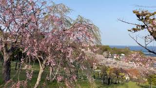 ＜4K高画質動画＞北海道　小樽市　手宮公園の桜🌸と海