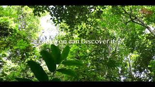 Vyna Resort Vythiri Wayanad|Resorts in Wayanad|Honeymoon Resort|Luxury Resort