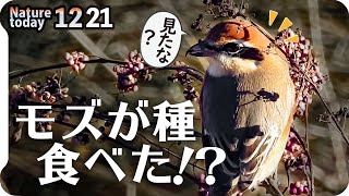 1221【激レア！捕食者モズが木の実を食べる】野生タヌキ。タシギやコサギの捕食、木星土星。野良猫、ジョウビタキやツグミが種子食べる。ホオジロ雄雌ヨシガモ