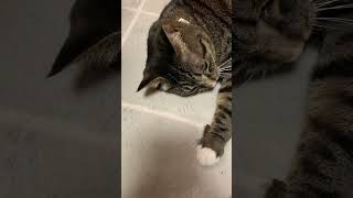 またたび中毒者… #猫のいる暮らし #catlover #catvideos #猫 #猫動画 #cat #ねこ #ネコ #ねこのいる生活 #保護猫