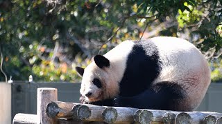 【ジャイアントパンダ（良浜）】休園日の過ごし方