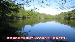 【練馬大好き！】石神井公園2017春 三宝寺池周囲散策