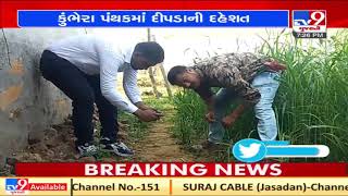 Aravalli: Leopard killed 2 cattle in 2 days in Meghraj, forest dept sets trap to catch leopard| TV9