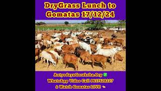 [17 Dec 2024] Dry Grass Lunch