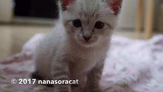 ルル君18【癒しの子猫】生後33日の可愛い子猫, 33 days old cute kitten meowing