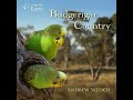 white plumed honeyeater