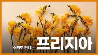 시각장애﻿청년을 위한 소리 화원 | 프리지아 | 꽃 묘사, 꽃 생김새 - ep9