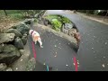 【ドッグトレーナーの幸せ犬育て】神社でお散歩