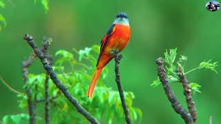 灰喉山椒鳥(紅山椒):2021新編台灣野鳥集錦.一般留鳥.(Wild Birds of Taiwan)