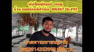 หนูพุกใหญ่เงินแสน #มุกดาหาร มหาชนฟาร์ม#0914353999  ##ร่ำรวยทรัพย์ฟาร์ม#รมย์ เรณู##0818726491