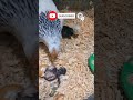 முட்டைய ஒடச்சு தன் குஞ்சை காப்பாற்றிய கோழி 😱 a hen breaks an egg for her chicks 🐔 shorts chicken