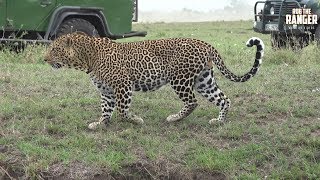 Double Crossing Male Leopard | Zebra Plains