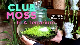 Club Moss in My Terrarium! and Peacock Fern in the Aquarium/Terrarium - It is Mossy \u0026 Ferny Here!