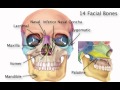 Chapter 8   Axial Skeleton