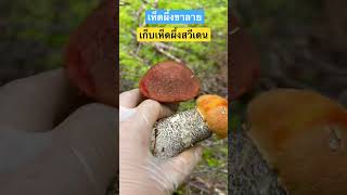 เห็ดผึ้งมีหลายสายพันธุ์ เห็ดผึ้งขาลาย 2 ชนิด ที่นิยมกิน เห็ดป่าสวีเดนล่าสุด 2021